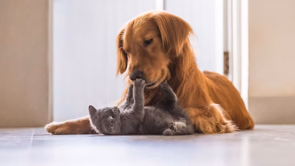 golden retrievers and british shorthair playing together 16 9